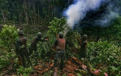 FF.AA destruyen aproximadamente 10 000 plantas de coca